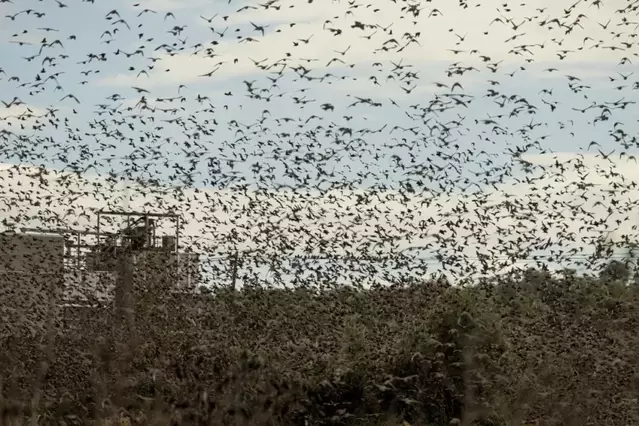 Milers d’estornells provoquen molèsties per soroll, brutícia i microtalls de llum