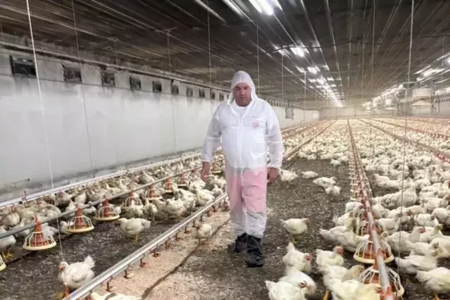 Obligació de confinar els ocells de corral de 23 municipis de Lleida per evitar la grip aviària