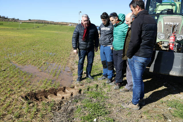 Pagesos de Ponent afectats per l’excés de pluges alerten que el cereal necessita 40 dies sense aigua per salvar-se