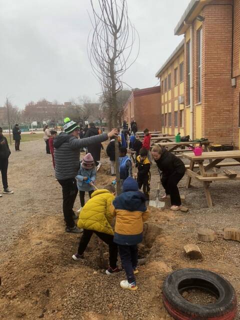 Plantada d'arbres amb desig a Torregrossa