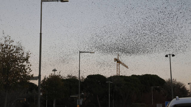 Podes a l’avinguda del Canal per frenar la plaga d’estornells