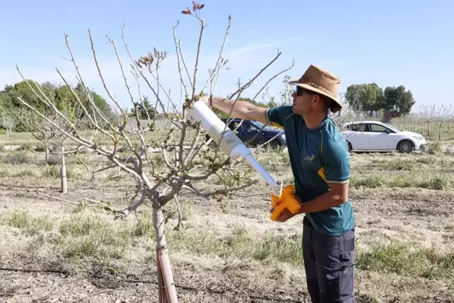 Sud-àfrica estudia el pistatxo al Pla