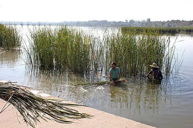 Taller per recollir bova a l’estany d’Ivars i Vila-sana