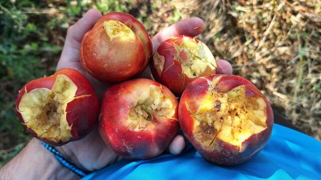 Agricultura paga 2,3 milions d’euros als afectats per la pedra del 19 d’abril