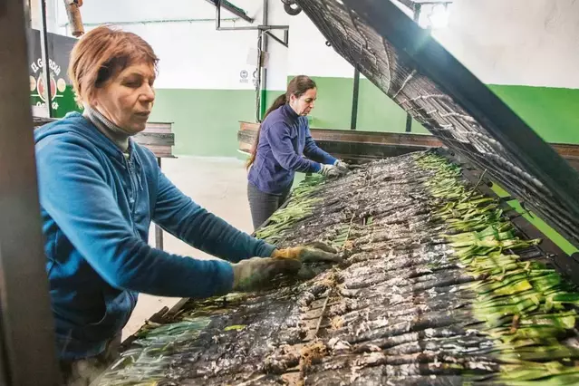 Campanya de calçots amb un producte top i un sabor més dolç que mai