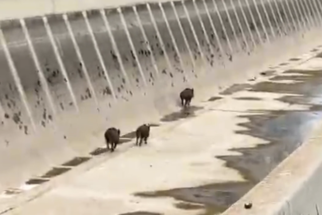 Diversos animals, entre ells, senglars, tafanegen el canal d'Urgell mentre no hi passa aigua