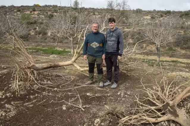 Els conills arrasen 97 pistatxers d'una finca de Verdú