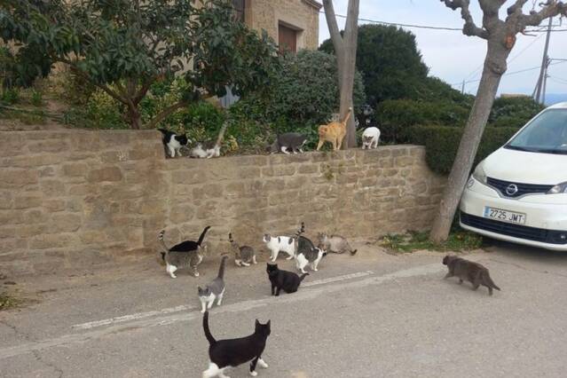 Esterilitzen i donen en adopció gats de carrer