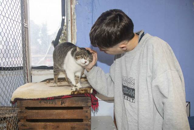 La gatera de Tàrrega suspèn l’entrada de felins per un contagi víric