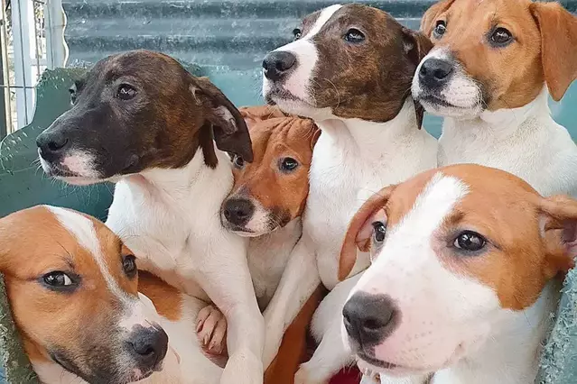 La Protectora de Tàrrega ja no pot rebre més gossos