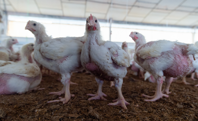 Les explotacions confien a tornar a la normalitat després de la crisi de grip aviària