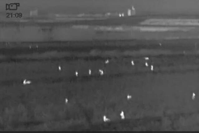 Les rates s’afegeixen a la llista de plagues que castiguen el camp a l’Urgell