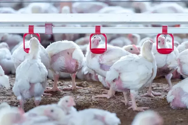 Les restriccions per la grip aviària es limiten a 60 municipis de Lleida