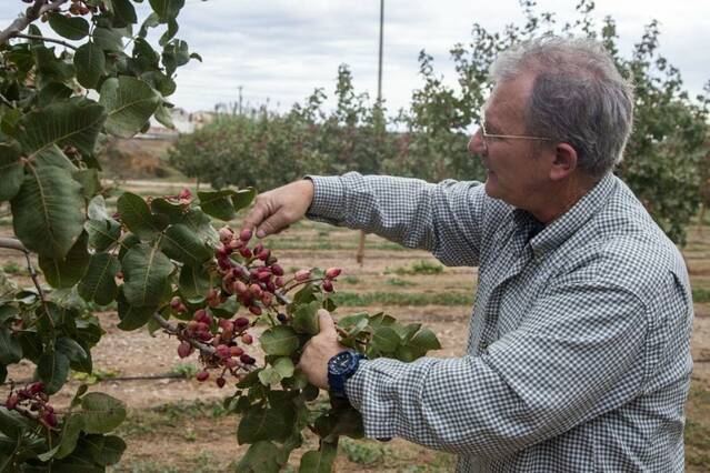 L'Urgell preveu una bona collita de pistatxo per al 2025