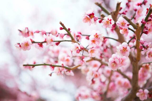 Preixana també floreix