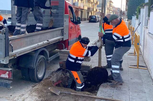 Tàrrega planta 53 arbres a la via pública