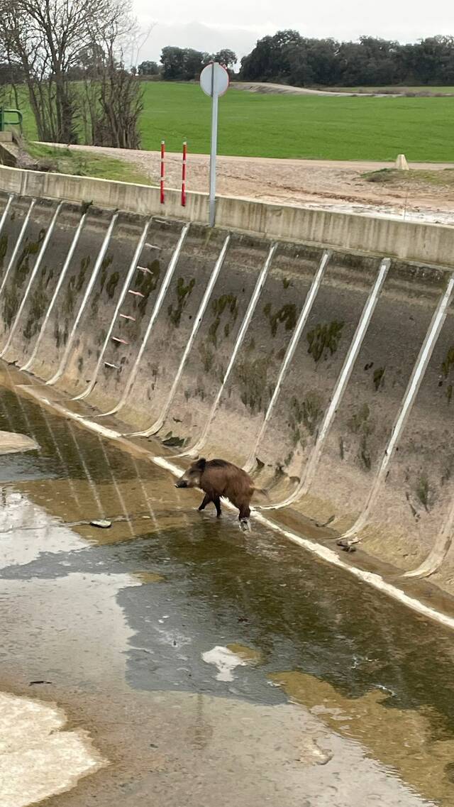 Albiren tres senglars dins del canal d’Urgell a Preixens
