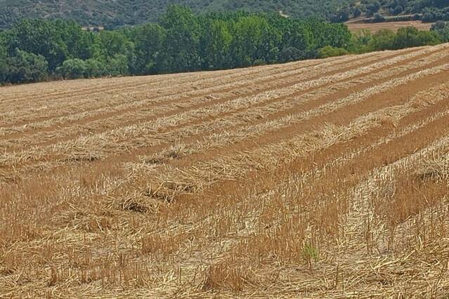 El baix preu de la palla augmenta el risc d'incendis a Catalunya