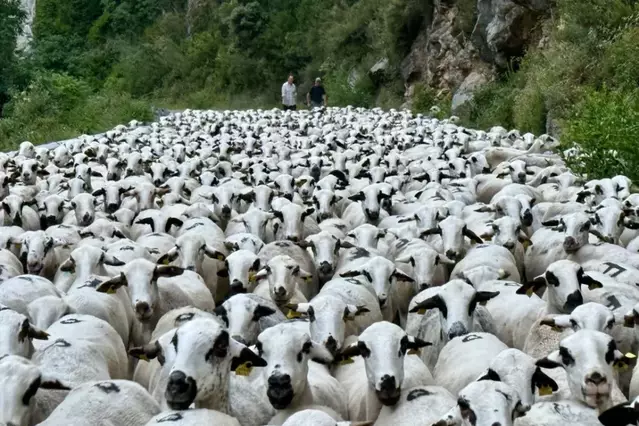El fre de l’exportació fa caure el corder gairebé un 30% des del maig