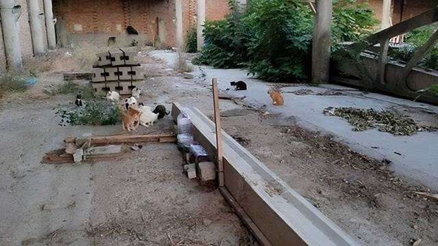 El jutge deixa entrar a la colònia felina de Balaguer