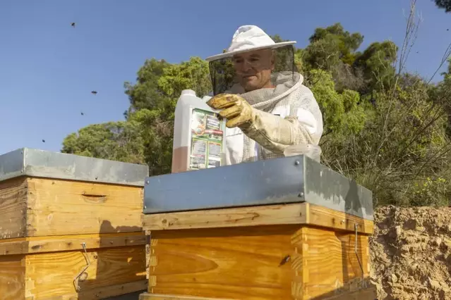 El sector apícola afronta la pèrdua del 40% dels ruscos cada any