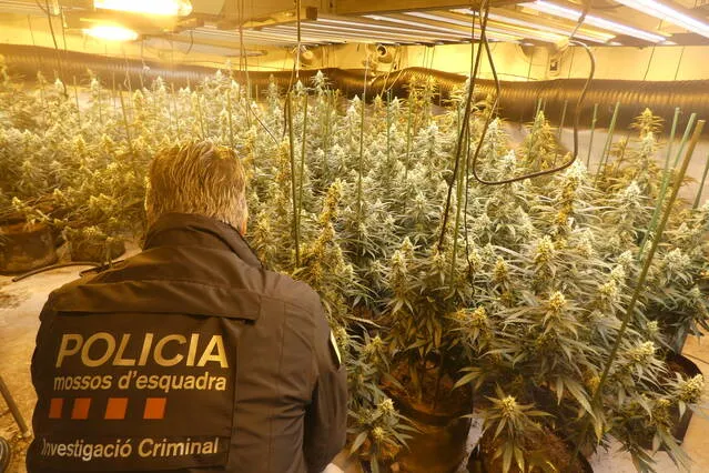 Els Mossos detenen un home i desmantellen una plantació de marihuana en una casa de Preixens
