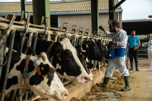 Inquietud a la Noguera a l'arribar a Vallfogona mil caps de bestiar de Girona per ser incinerats