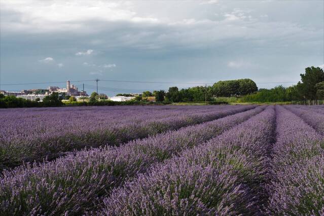 Adeu a la ‘Provença de Lleida’ d'Aromes de Can Rosselló