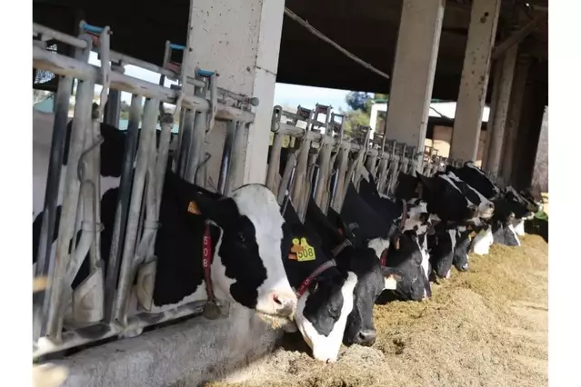 Agricultura anuncia ajuts per a granges afectades per tuberculosi bovina