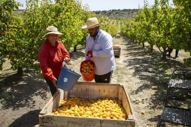 Agricultura preveu més collita de préssec i estabilitat en nectania i paraguaià