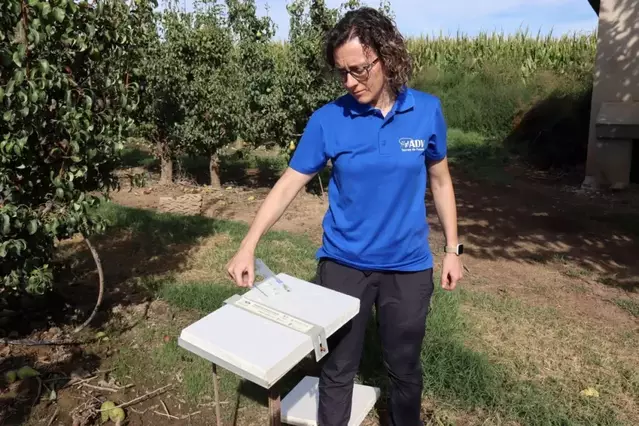 Agricultura xifra en 341 les hectàrees de fruiters amb danys per la pedra