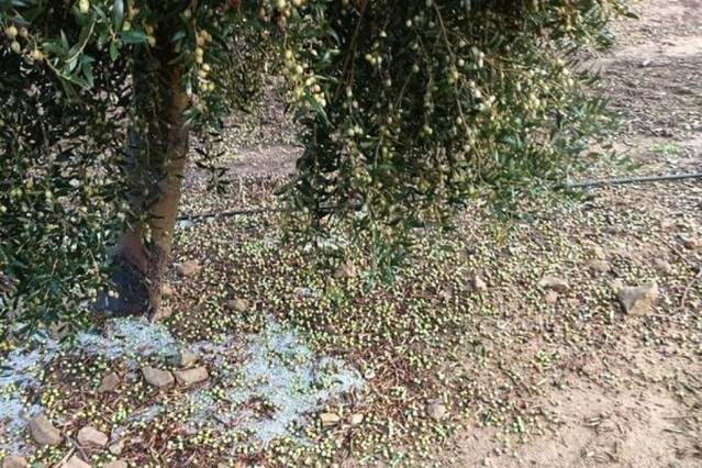 Agroseguro registra un rècord històric d’hectàrees sinistrades