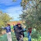 Aitona estén a l’oliva la seua oferta de turisme de vincle agrari