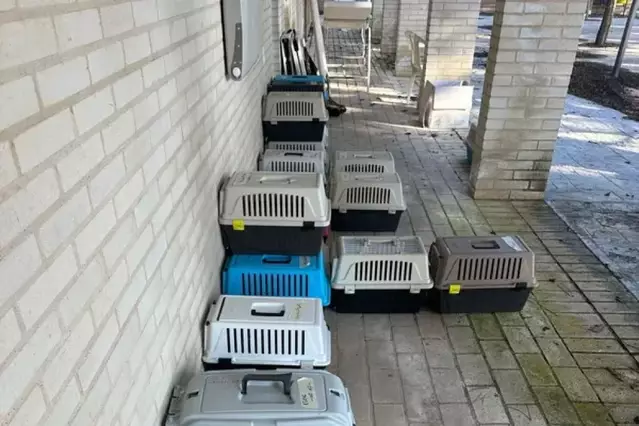 Alfarràs esterilitza i col·loca xip en gats de carrer que captura distribuint gàbies