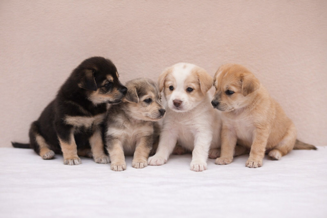 Alliberen a Almacelles sis  cadells de gos