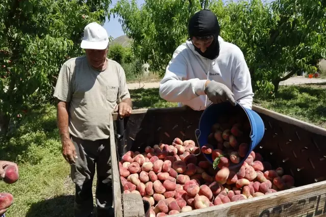 Arranca la collita de paraguaià al Baix Segre, que es preveu bona