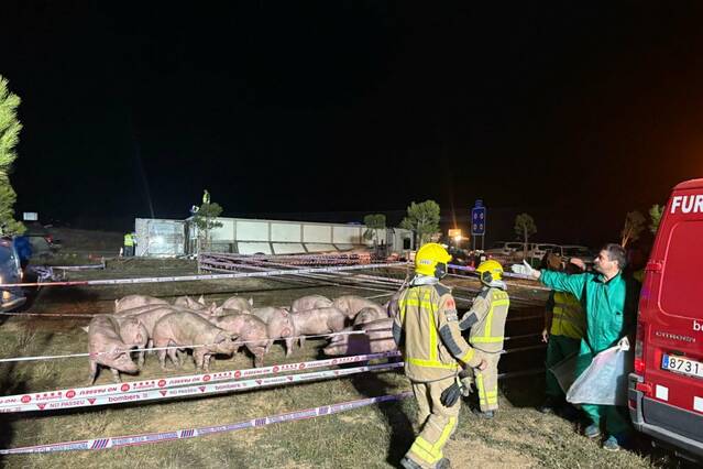 Bolca un camió de porcs a l'A-14, a Almenar
