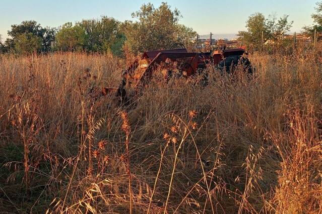 Bosc i malesa avancen més de 1.000 hectàrees anuals a Lleida