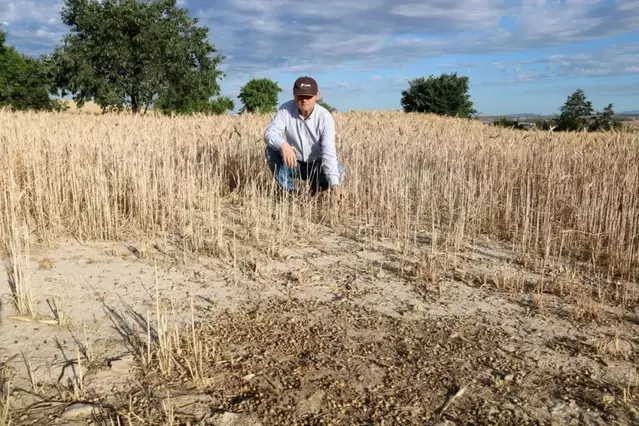 Campanya crítica per al cereal per la guerra, els costos i els preus