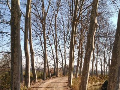 Danys en línies de telèfon i electricitat al Segrià