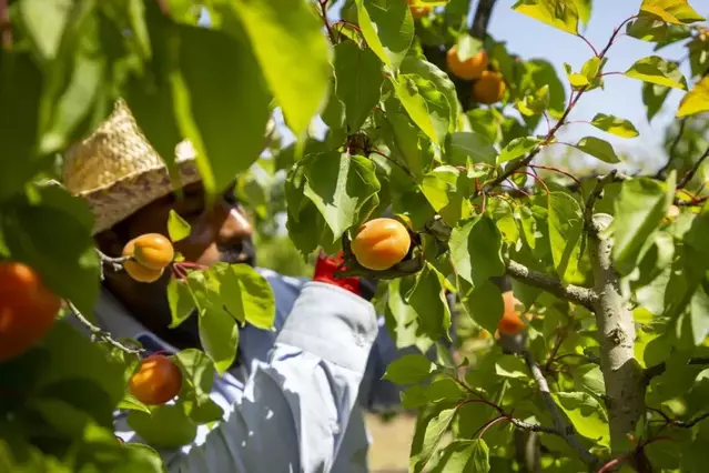 El Baix Segre comença a collir els primers albercocs