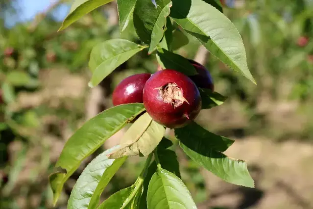 El clima s’acarnissa amb els cultius