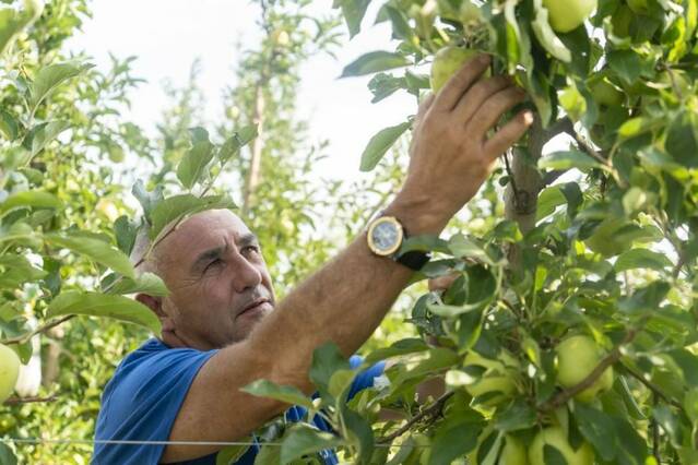El granís arrasa més de 500 hectàrees al Segrià
