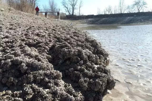 El musclo zebra s’expandeix i ja en detecten a tots els grans embassaments de Lleida