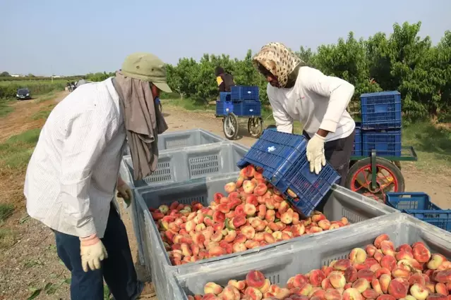 El superàvit comercial lleidatà es desploma el primer semestre