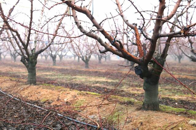 Els conills ja ataquen els brots dels fruiters