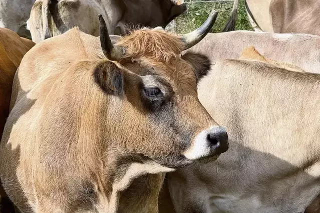 Els insectes provoquen focus infecciosos en 90 granges de Lleida en dos anys