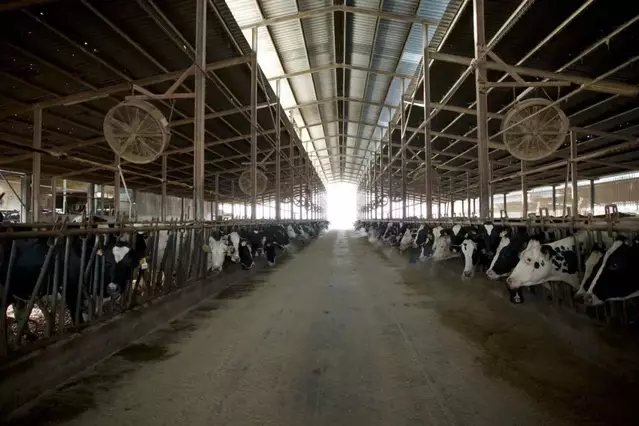 Els ramaders denuncien que la indústria rebaixa la llet 6 cèntims