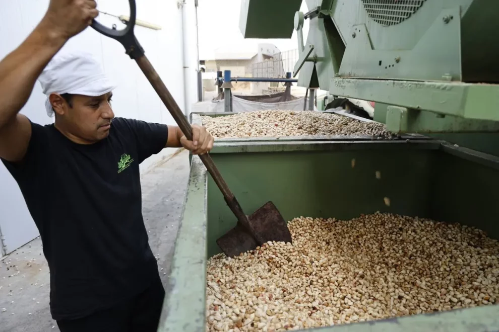 Foment Agrícola de les Garrigues preveu doblar la producció de pistatxo aquest any