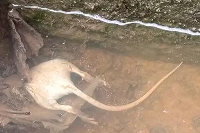 Habitatges d'una partida de Lleida, inundats d’aigües fecals i deixalles: 